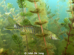 Small Pike between the vegetation. by John De Jong 